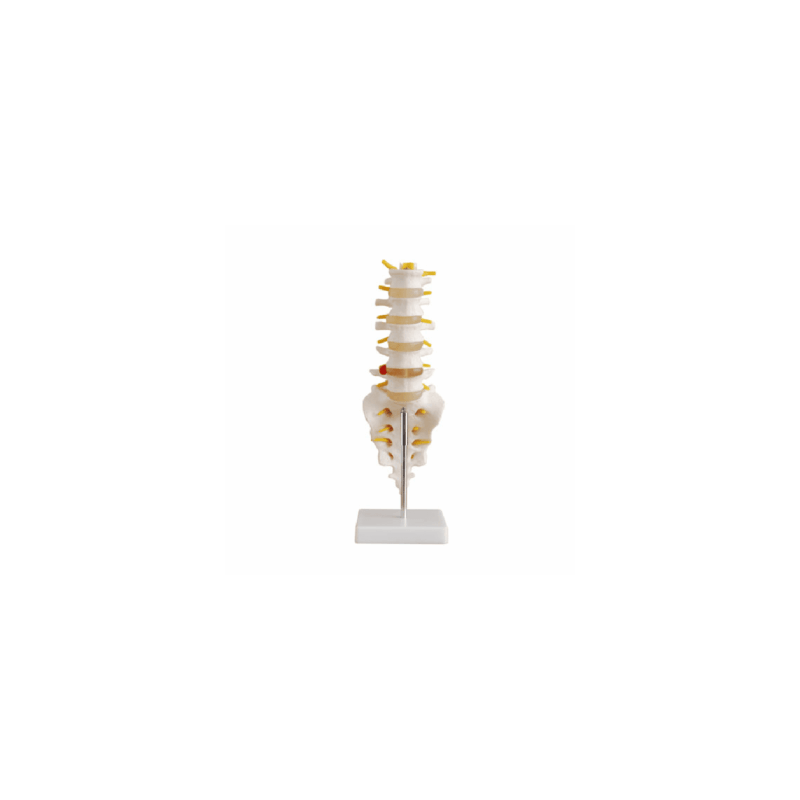 Juego De 5 Vertebras Tamaño Real (Anatomik Models)