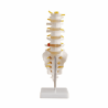 Juego De 5 Vertebras Tamaño Real (Anatomik Models)