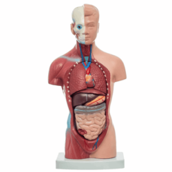 Mini Torso De 26 Cm (Anatomik Models)