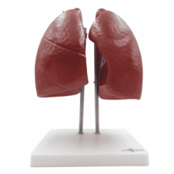 Pulmones En 4 Partes Tamaño Real (Anatomik Models)