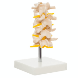 Set Lumbar 4 Piezas (Anatomik Models)