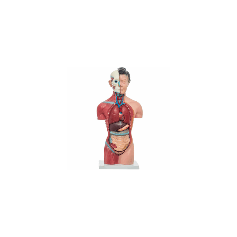 Torso Femenino De 42 Cm (Anatomik Models)