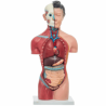 Torso Femenino De 42 Cm (Anatomik Models)