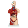 Torso Masculino De 42 Cm (Anatomik Models)