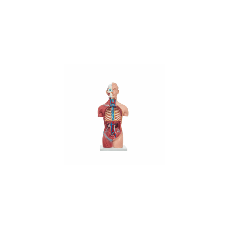 Torso Neutral Unisex De 42 Cm (Anatomik Models)