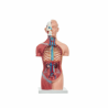 Torso Neutral Unisex De 42 Cm (Anatomik Models)