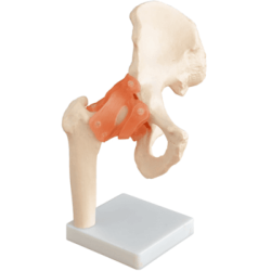 Articulación De Cadera Tamaño Natural (Anatomik Models)