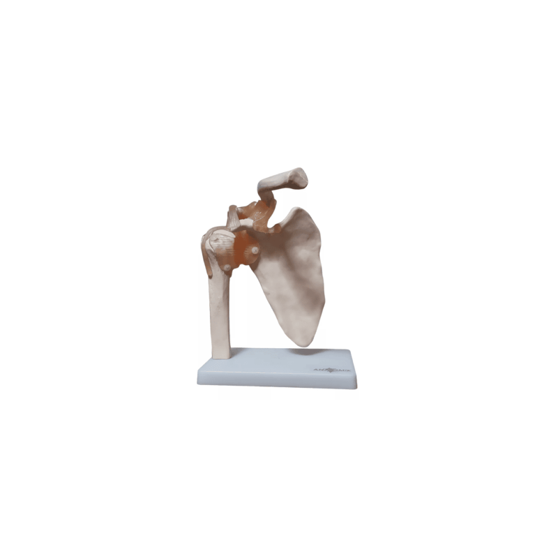 Articulación De Hombro Tamaño Natural (Anatomik Models)