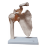 Articulación De Hombro Tamaño Natural (Anatomik Models)