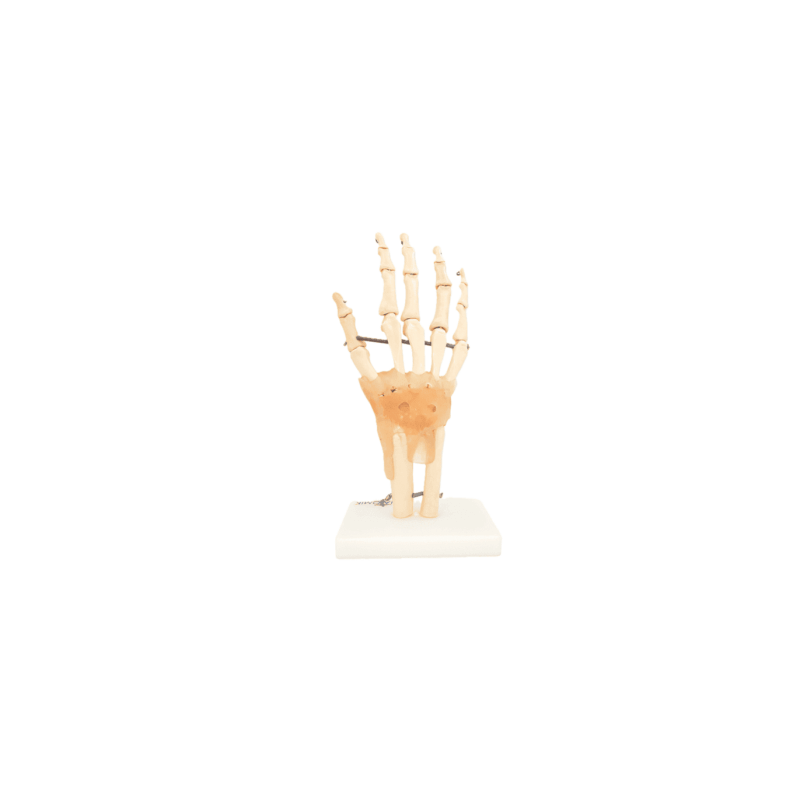 Articulación De Mano Con Ligamentos (Anatomik Models)