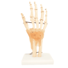 Articulación De Mano Con Ligamentos (Anatomik Models)