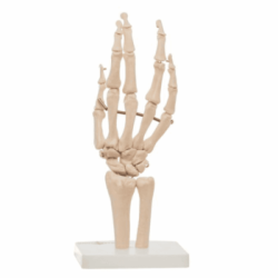 Articulación De Mano Tamaño Natural (Anatomik Models)