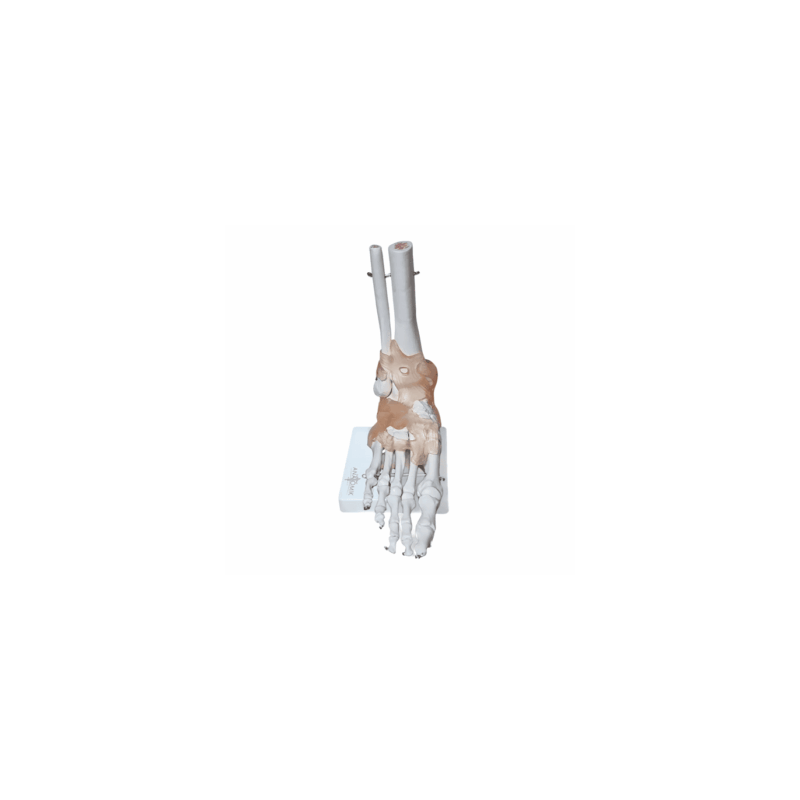 Articulación De Pie Con Ligamentos Tamaño Real (Anatomik Models)