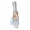 Articulación De Pie Con Ligamentos Tamaño Real (Anatomik Models)