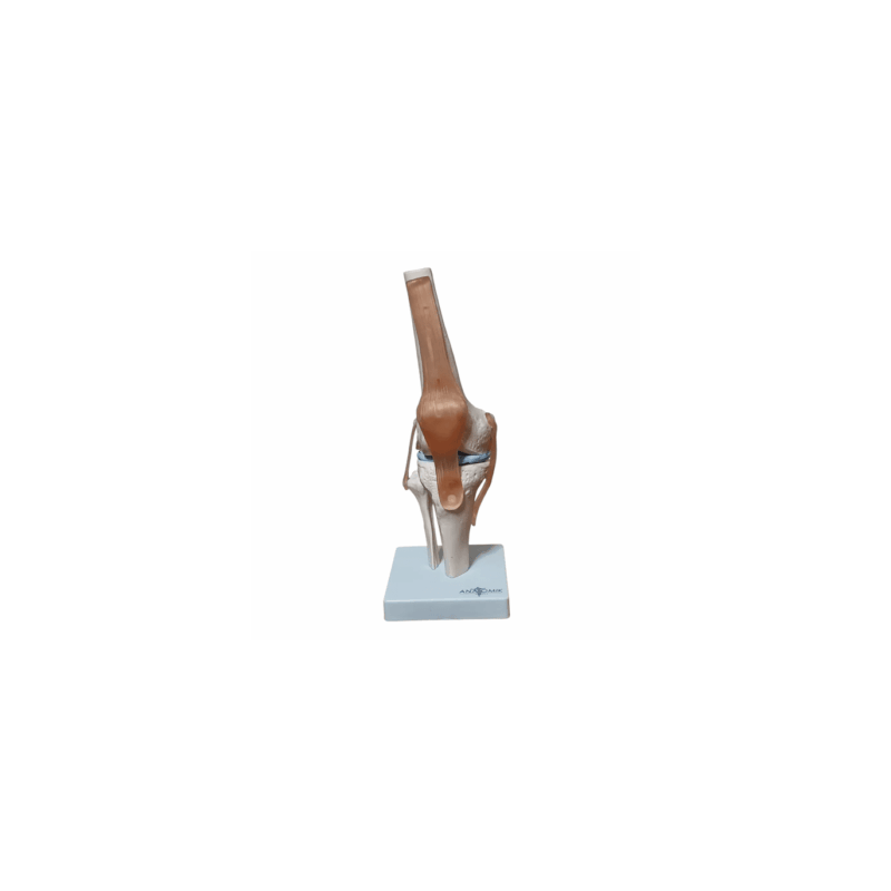 Articulación De Rodilla (Anatomik Models)