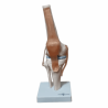 Articulación De Rodilla (Anatomik Models)