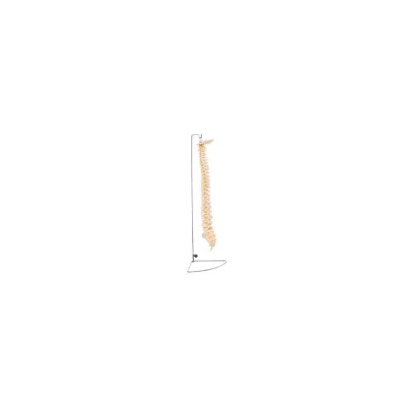 Columna Vertebral Tamaño Natural (Anatomik Models)