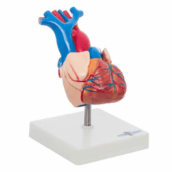 Corazón De Tamaño Natural En 2 Partes (Anatomik Models)