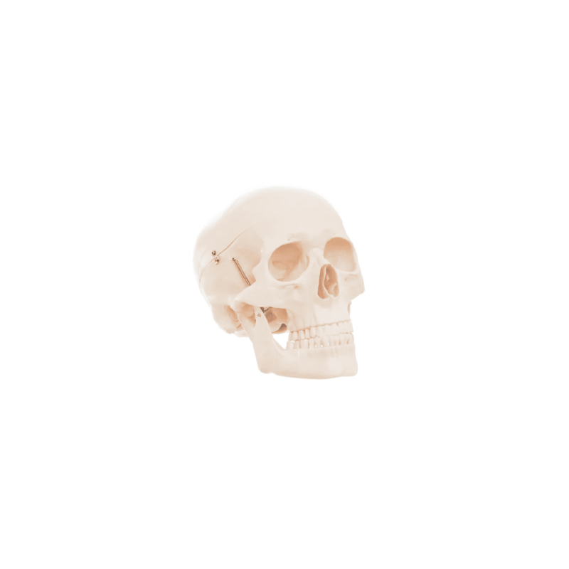 Cráneo Estilo D Tamaño Natural (Anatomik Models)
