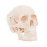 Cráneo Estilo D Tamaño Natural (Anatomik Models)